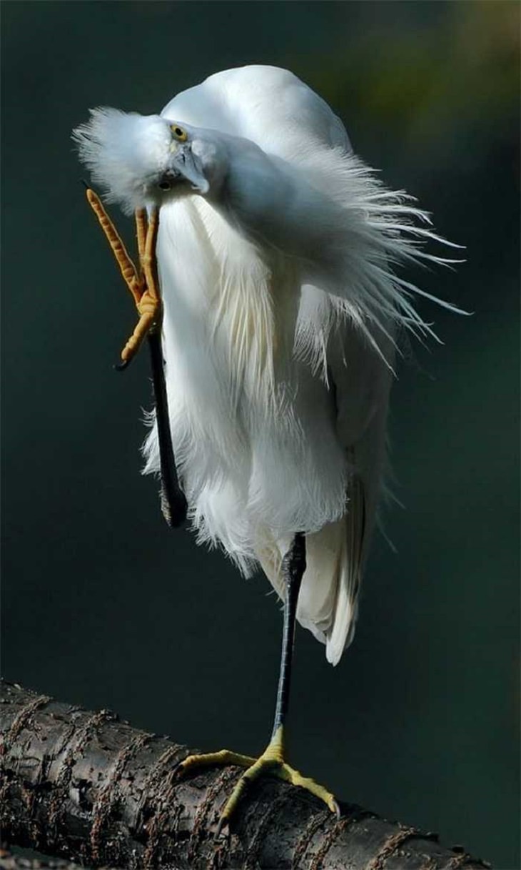 Wildlife - Birds - Taiwan - Art - Photography 