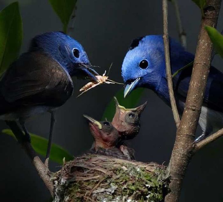 Wildlife - Birds - Taiwan - Art - Photography 