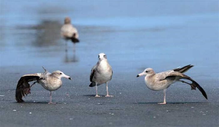 Wildlife - Birds - Taiwan - Art - Photography 