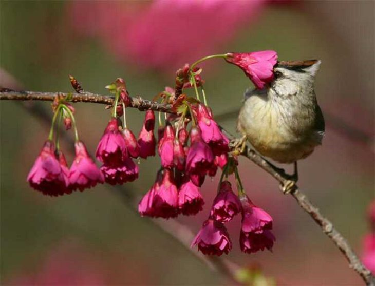 Wildlife - Birds - Taiwan - Art - Photography 