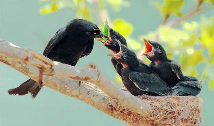 Wildlife - Birds - Taiwan - Art - Photography 