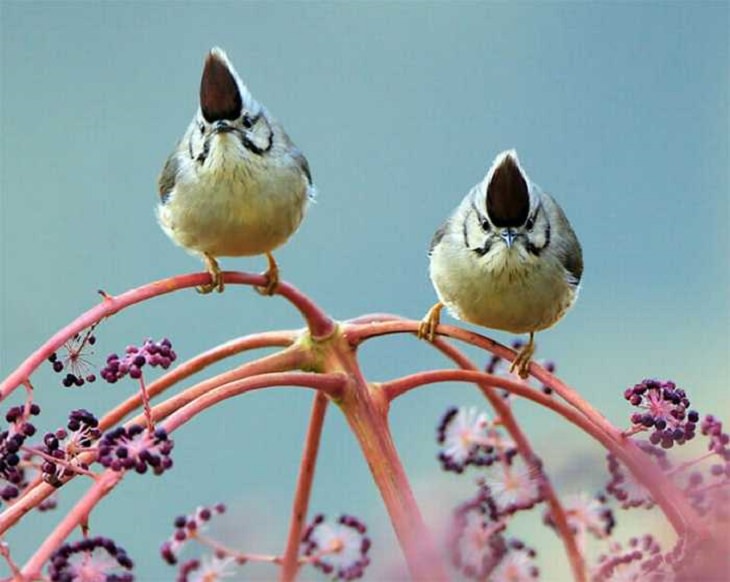 Wildlife - Birds - Taiwan - Art - Photography 