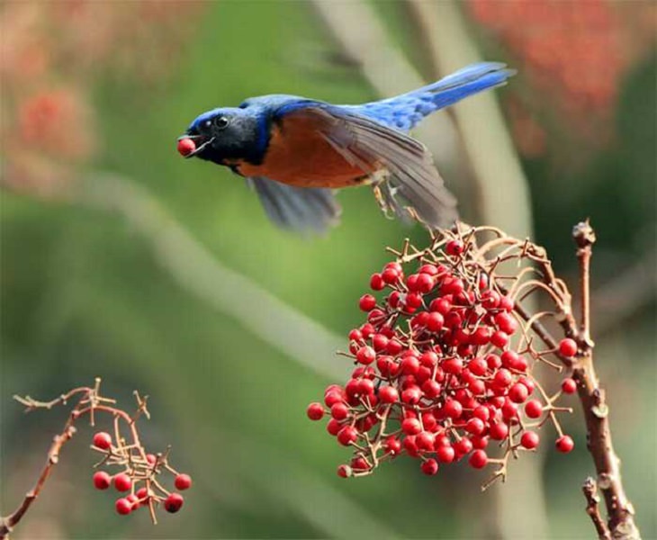 Wildlife - Birds - Taiwan - Art - Photography 