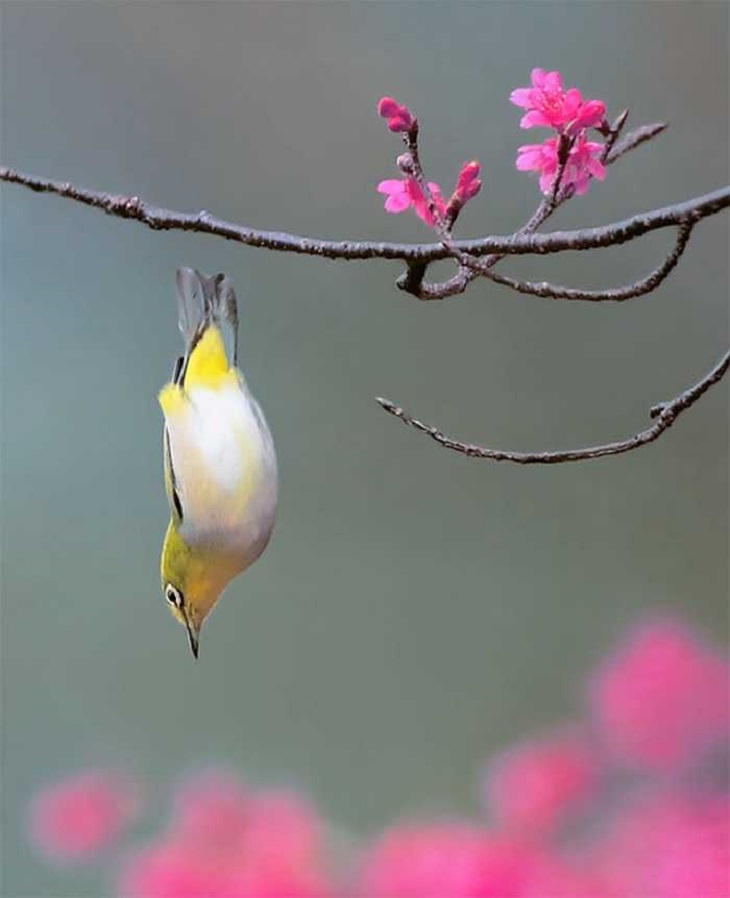 Wildlife - Birds - Taiwan - Art - Photography 