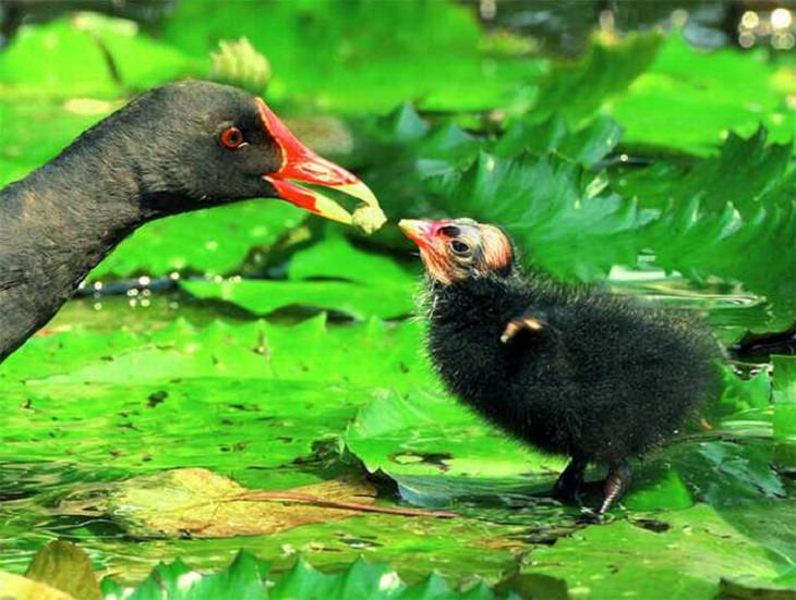 Wildlife - Birds - Taiwan - Art - Photography 