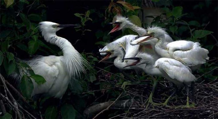 Wildlife - Birds - Taiwan - Art - Photography 