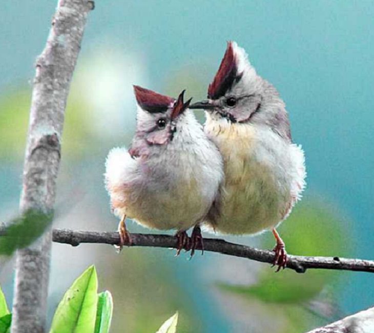 Wildlife - Birds - Taiwan - Art - Photography 