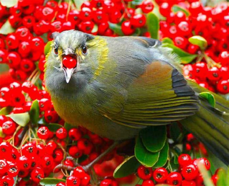 Wildlife - Birds - Taiwan - Art - Photography 