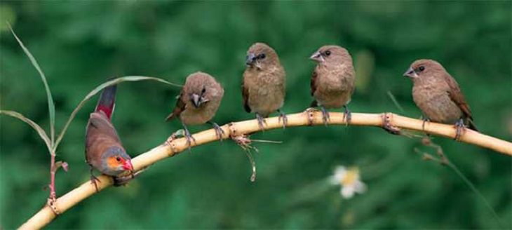 Wildlife - Birds - Taiwan - Art - Photography 