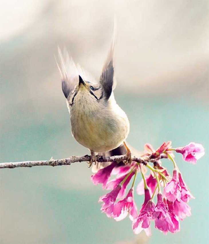 Wildlife - Birds - Taiwan - Art - Photography 