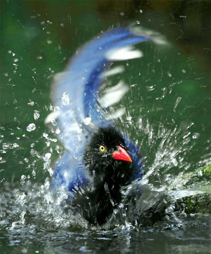 Wildlife - Birds - Taiwan - Art - Photography 