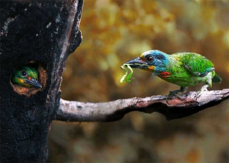 Wildlife - Birds - Taiwan - Art - Photography 