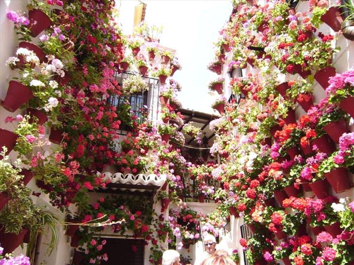 Cordoba, flowers, city