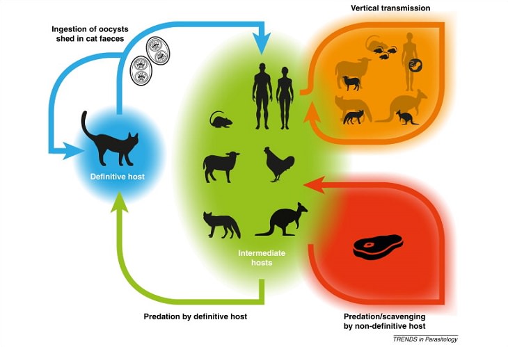 This Parasite Knows How to Control Our Immune System...