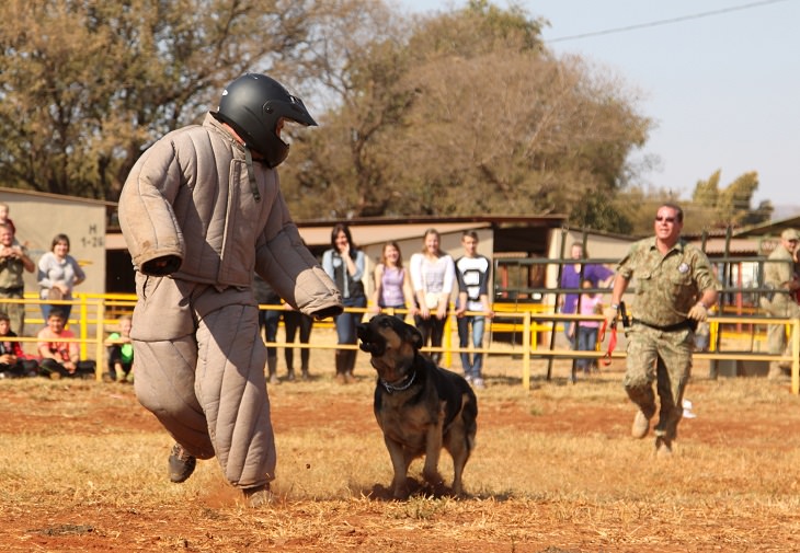 Skydiving - Dogs - Protection - Poachers