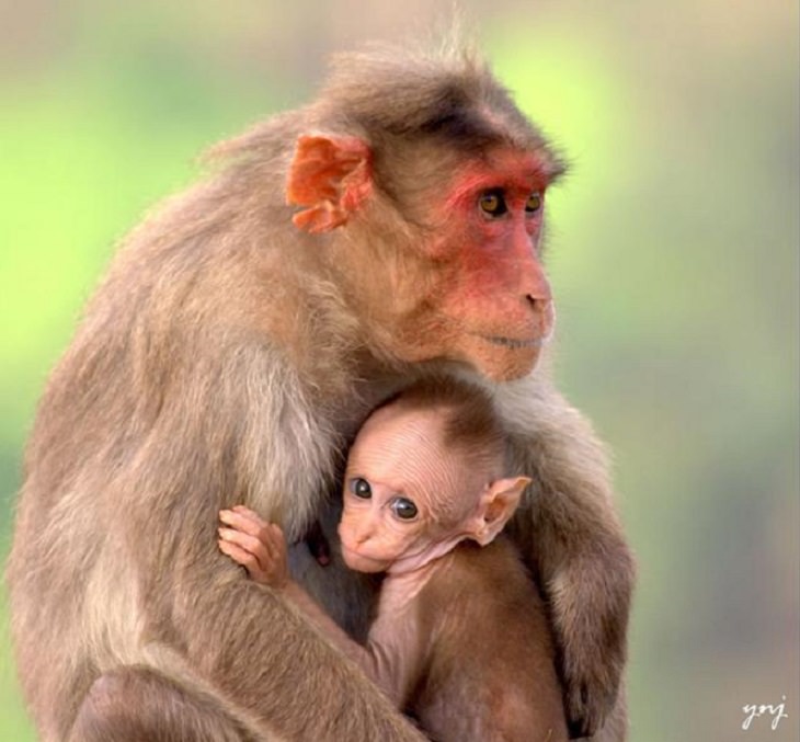 It's Mother's Day in the Animal Kingdom Too!