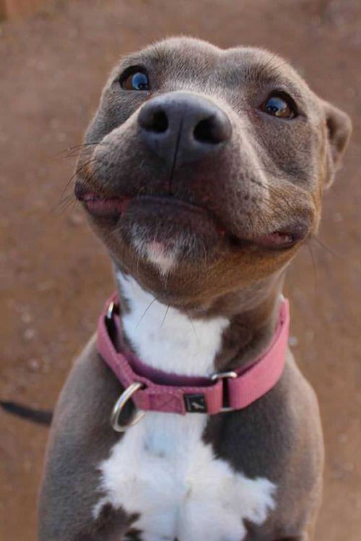 dogs that smile
