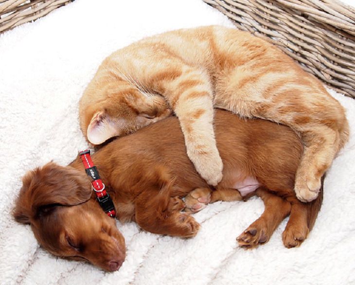Cats - Dogs - Cute - Photos - Friendship