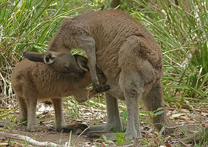 It's Mother's Day in the Animal Kingdom Too!