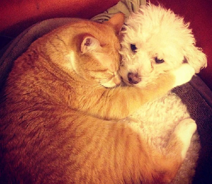 Cats - Dogs - Cute - Photos - Friendship