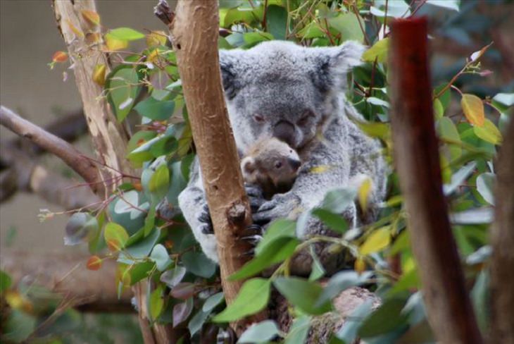 It's Mother's Day in the Animal Kingdom Too!