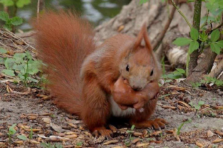 It's Mother's Day in the Animal Kingdom Too!