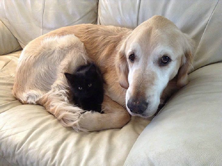 Cats - Dogs - Cute - Photos - Friendship