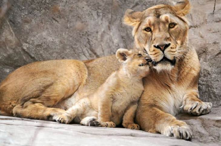 It's Mother's Day in the Animal Kingdom Too!
