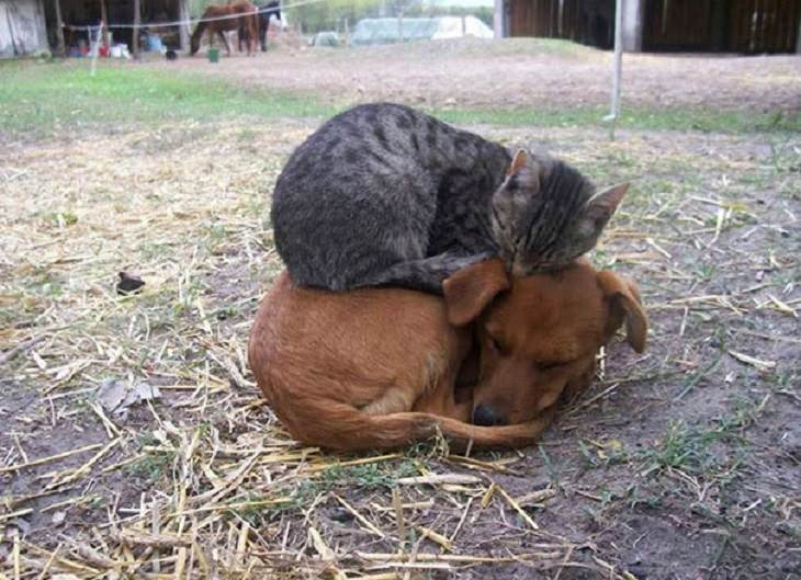 Cats - Dogs - Cute - Photos - Friendship