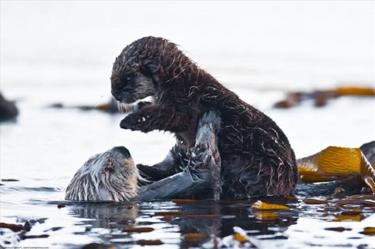 It's Mother's Day in the Animal Kingdom Too!