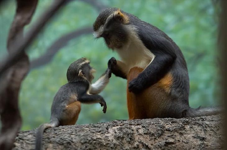 It's Mother's Day in the Animal Kingdom Too!