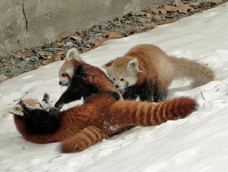 It's Mother's Day in the Animal Kingdom Too!