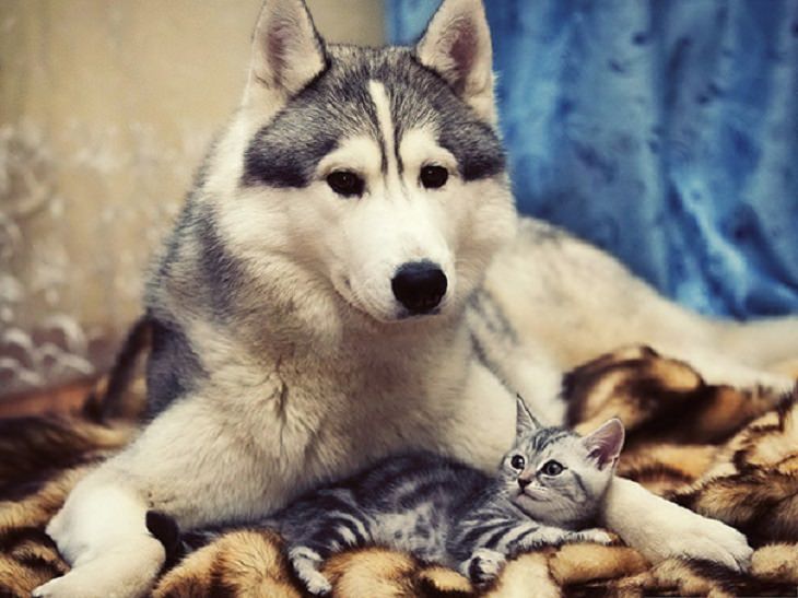 Cats - Dogs - Cute - Photos - Friendship