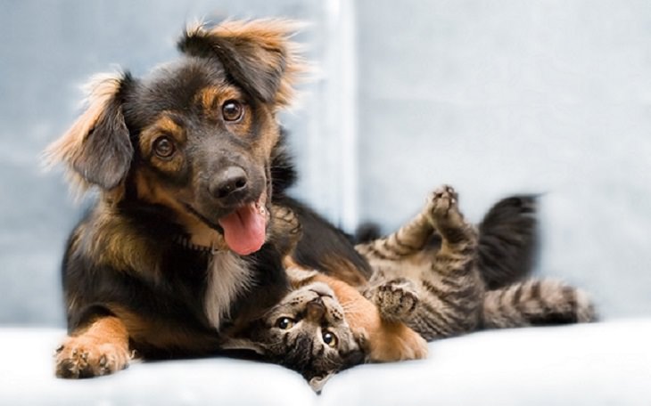 Cats - Dogs - Cute - Photos - Friendship