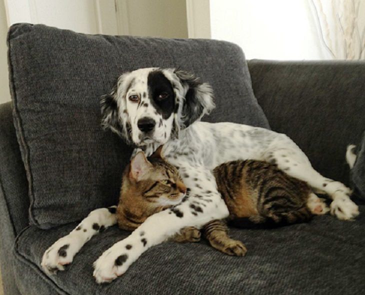 Cats - Dogs - Cute - Photos - Friendship