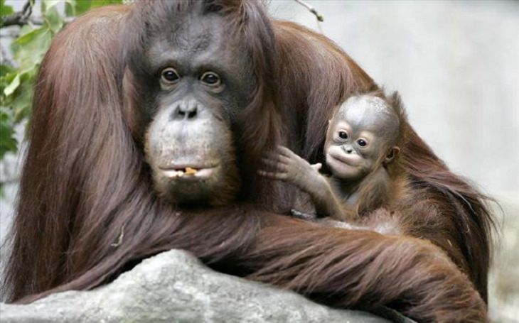 It's Mother's Day in the Animal Kingdom Too!