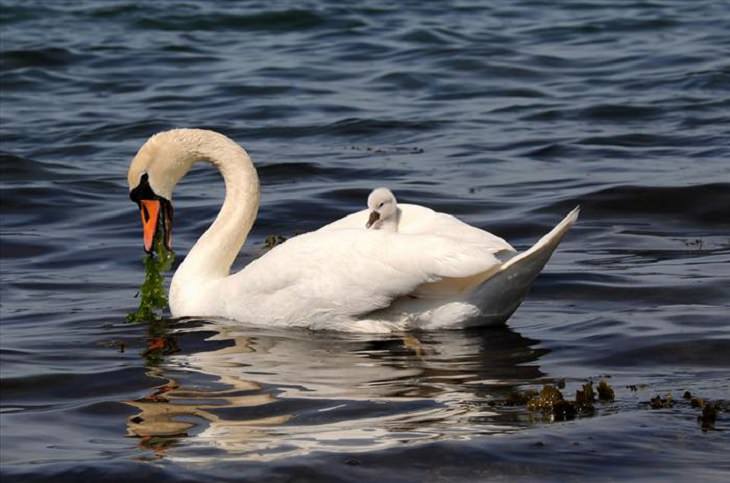 It's Mother's Day in the Animal Kingdom Too!