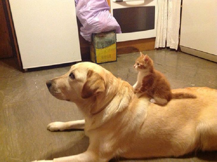 Cats - Dogs - Cute - Photos - Friendship