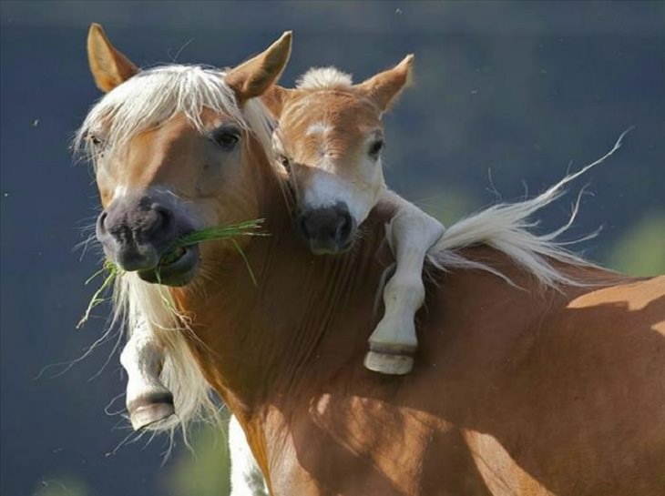 It's Mother's Day in the Animal Kingdom Too!