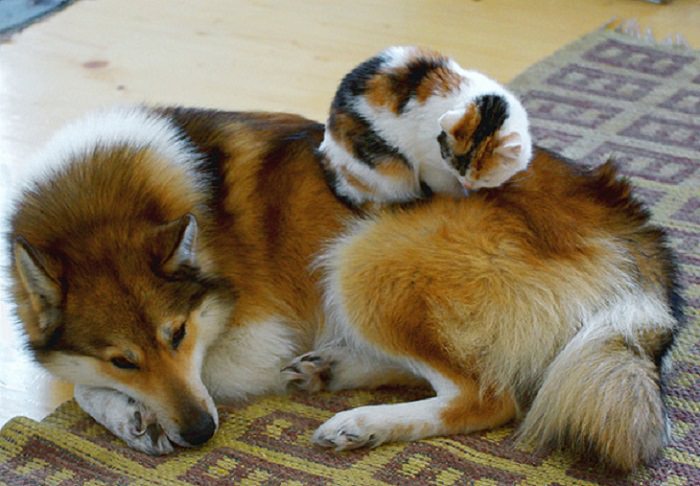 Cats - Dogs - Cute - Photos - Friendship