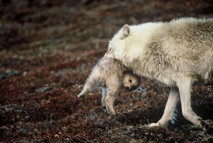 It's Mother's Day in the Animal Kingdom Too!