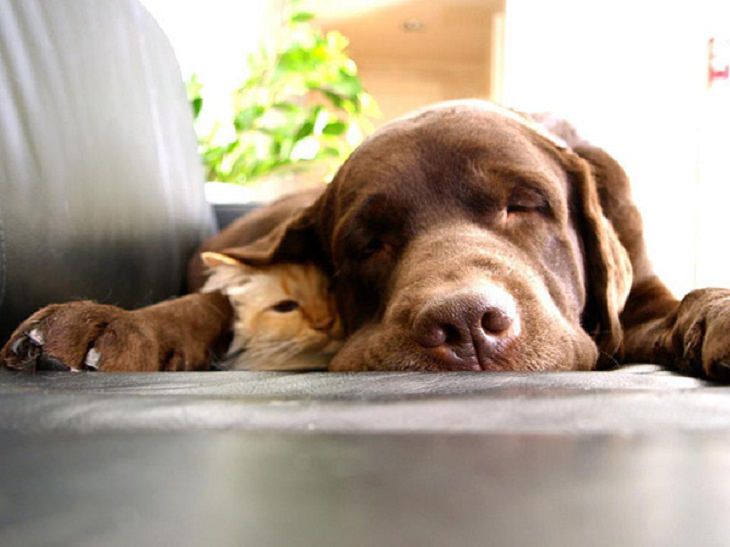 Cats - Dogs - Cute - Photos - Friendship