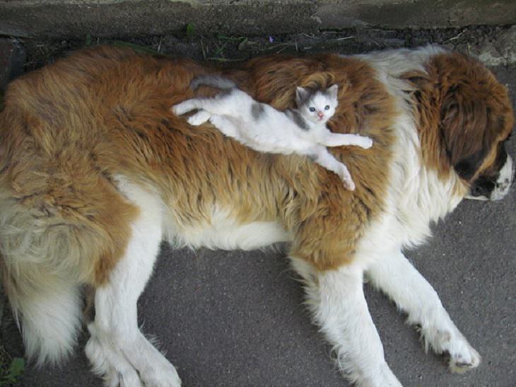 Cats - Dogs - Cute - Photos - Friendship