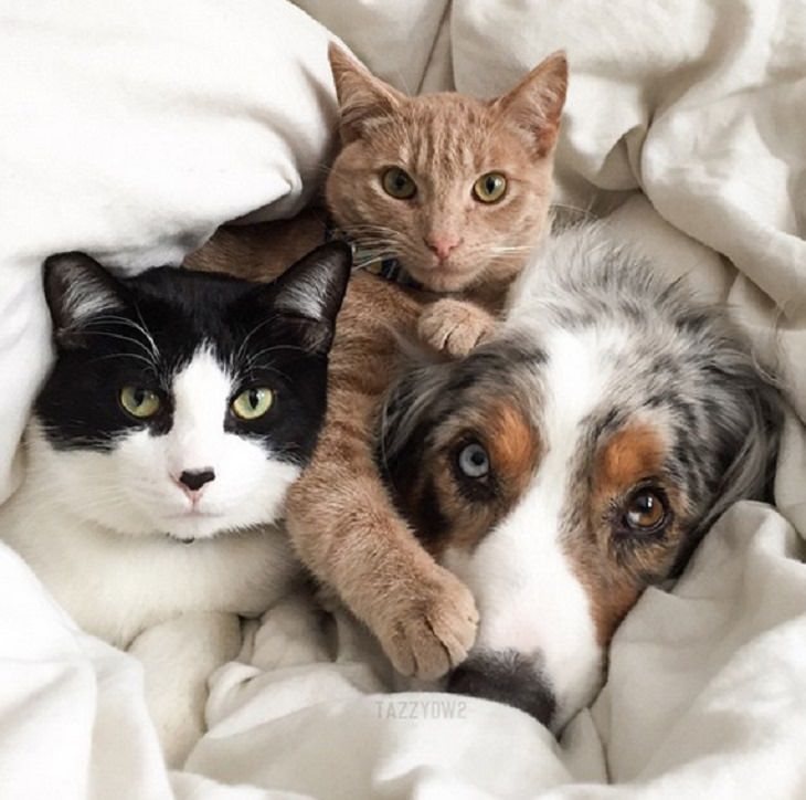 Cats - Dogs - Cute - Photos - Friendship