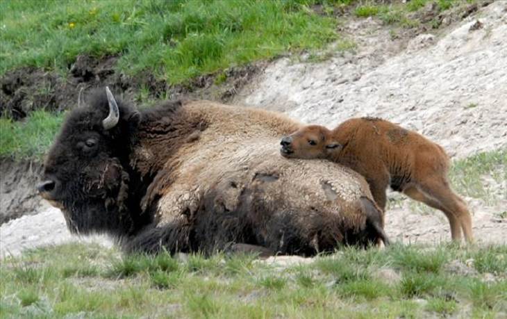 It's Mother's Day in the Animal Kingdom Too!