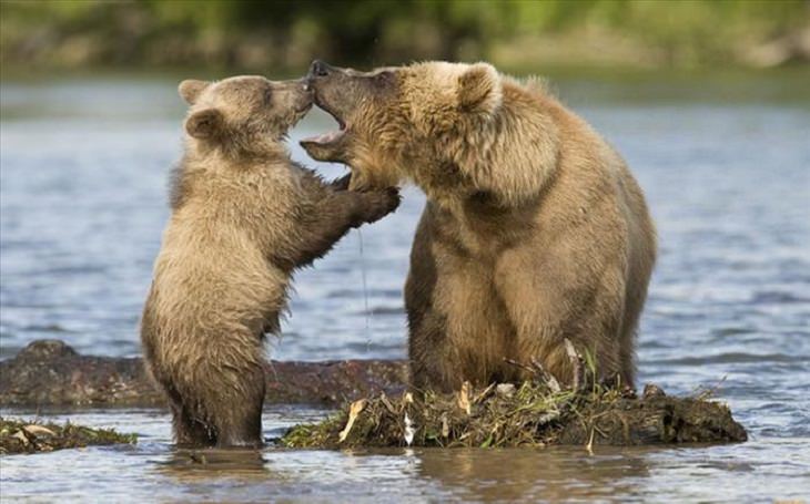 It's Mother's Day in the Animal Kingdom Too!