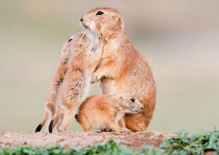 It's Mother's Day in the Animal Kingdom Too!