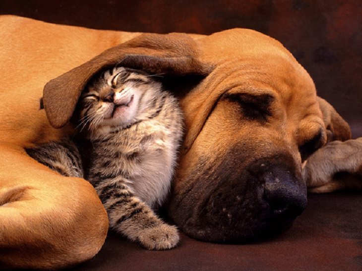 Cats - Dogs - Cute - Photos - Friendship