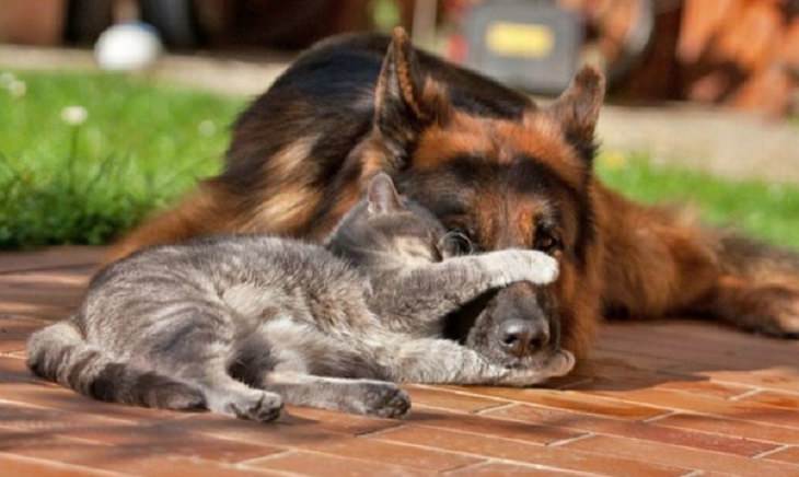 Cats - Dogs - Cute - Photos - Friendship