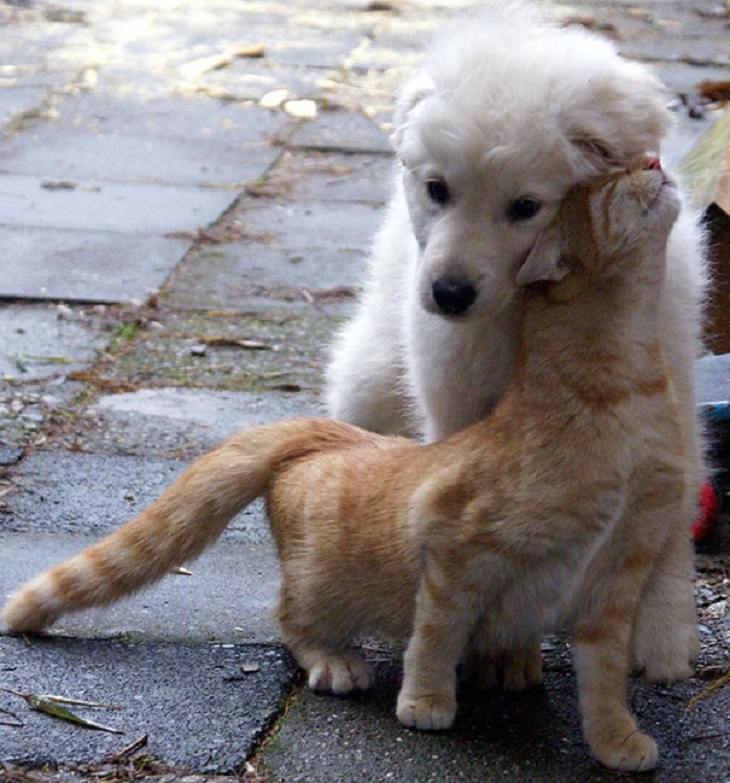 Cats - Dogs - Cute - Photos - Friendship